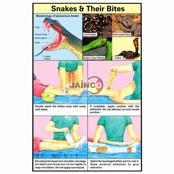 Snakes and their Bites Chart